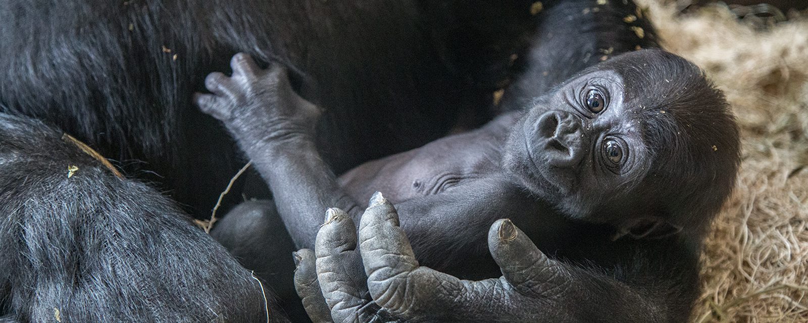 Western lowland gorilla in exhibit