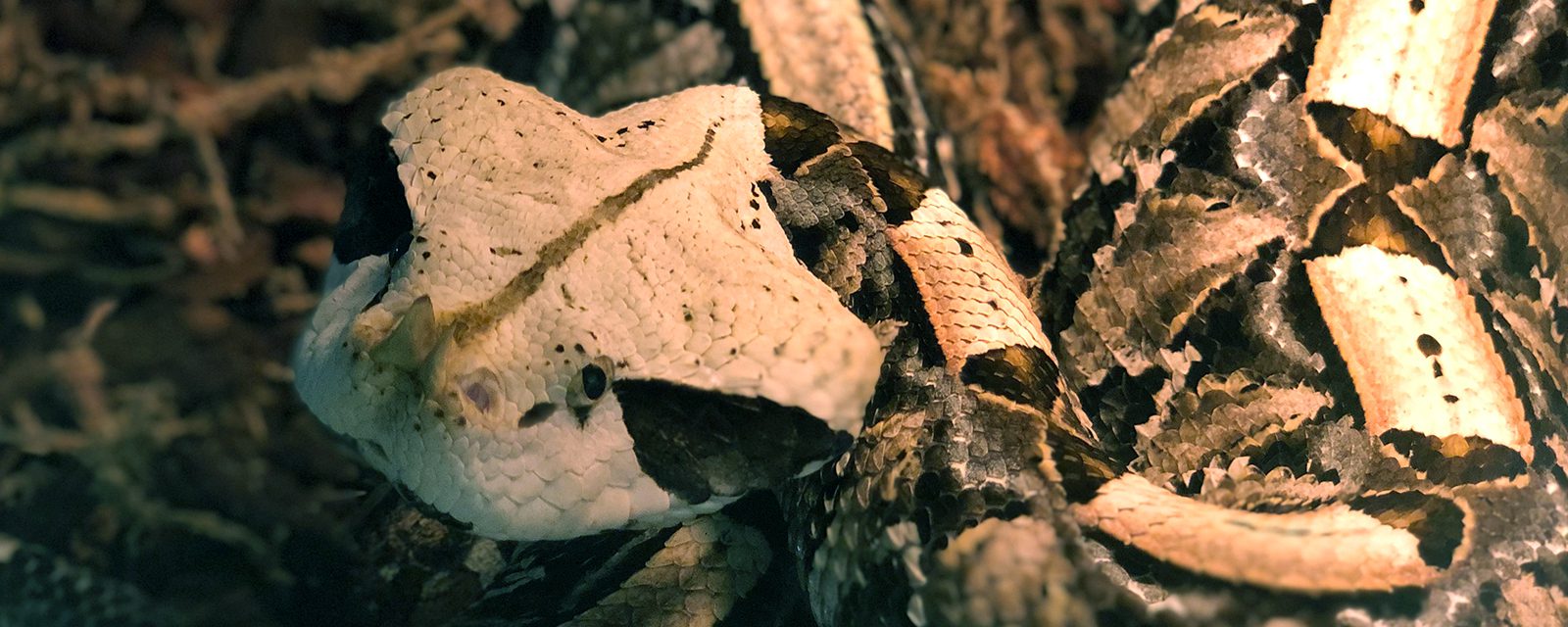 West African gaboon viper in exhibit