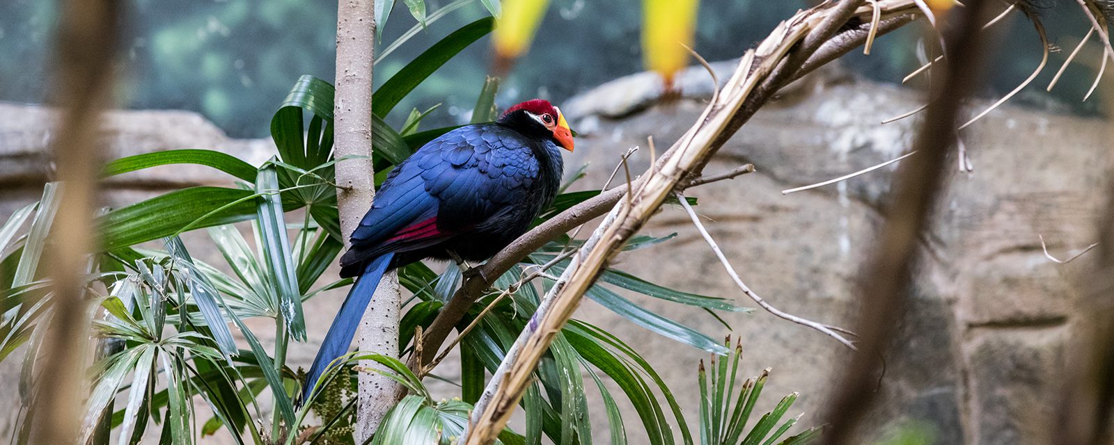 Violaceous turaco in exhibit