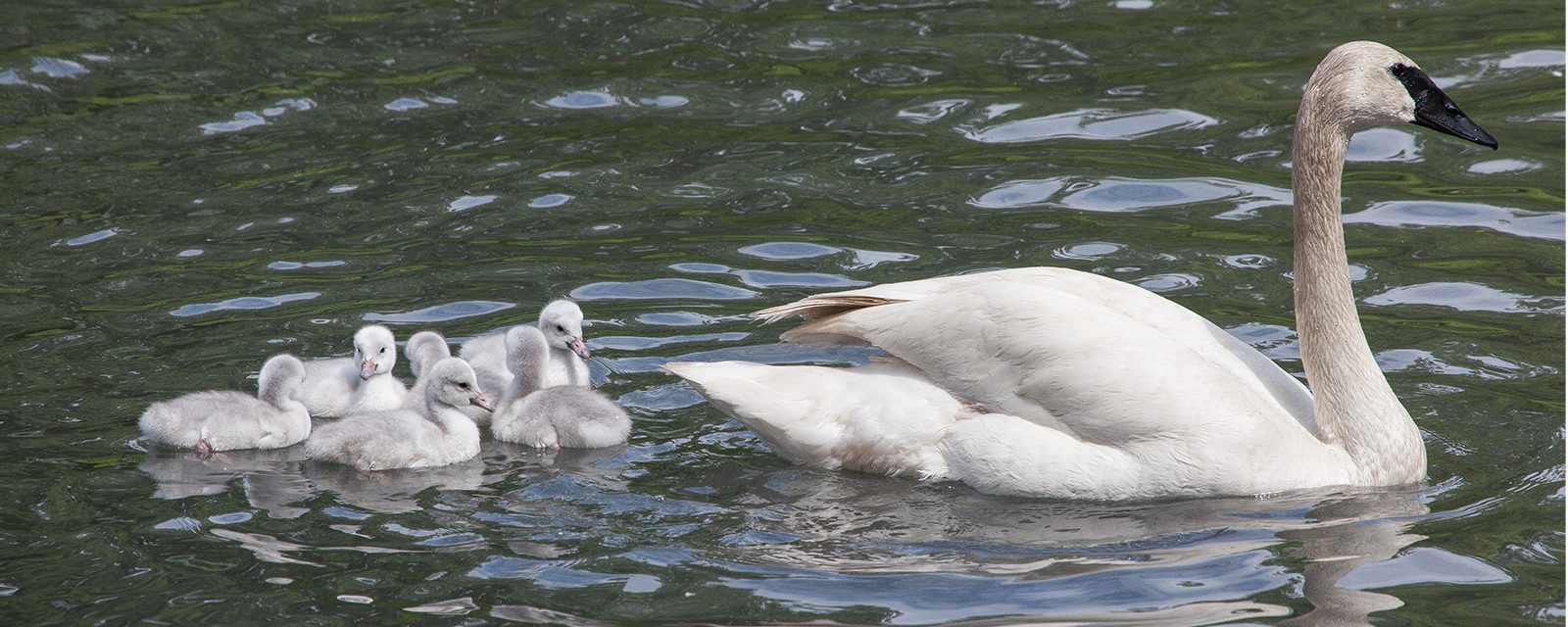 Trumpeter swan with chicks in exhibit