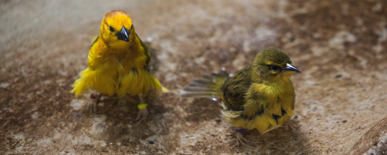 Taveta golden weaver in exhibit