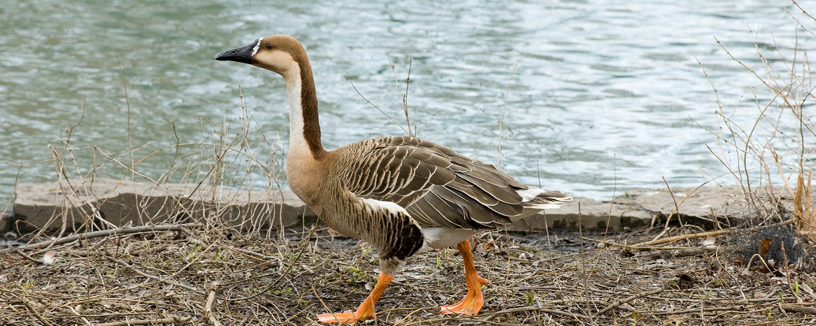 Swan goose in exhibit