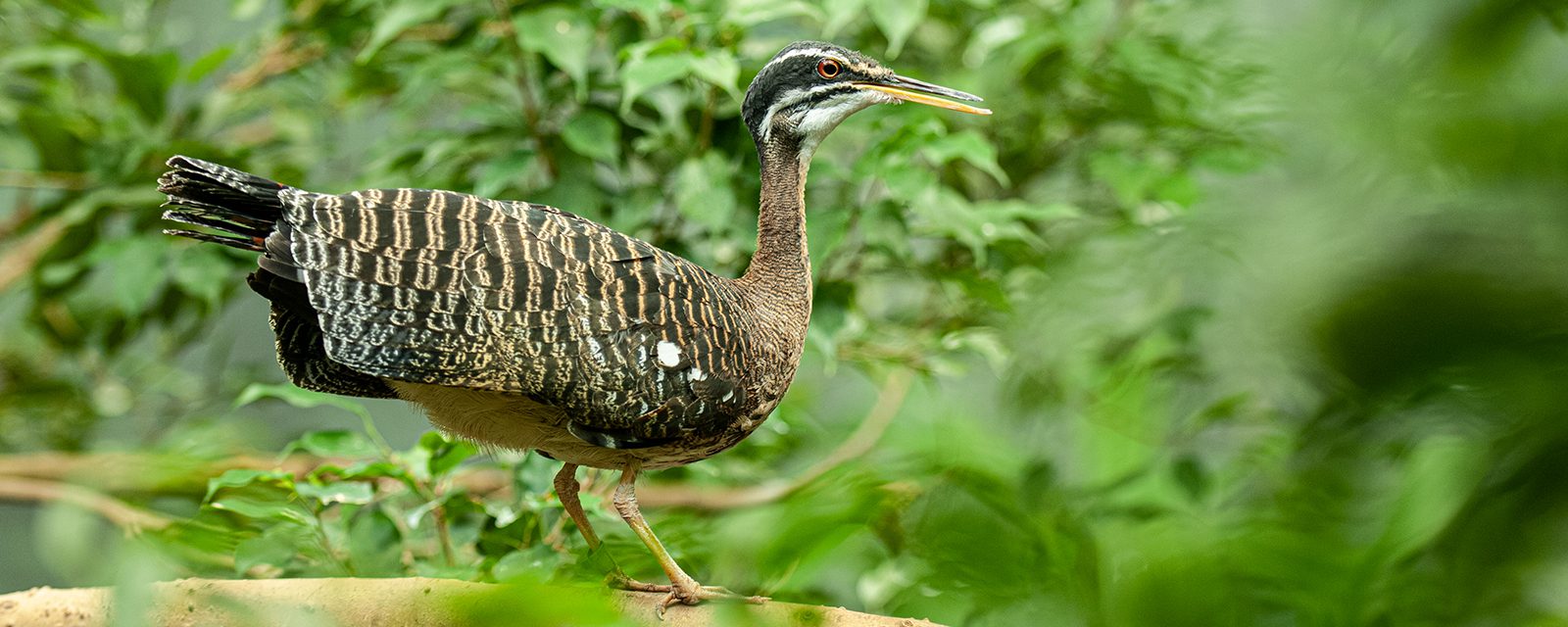 Sunbittern in exhibit