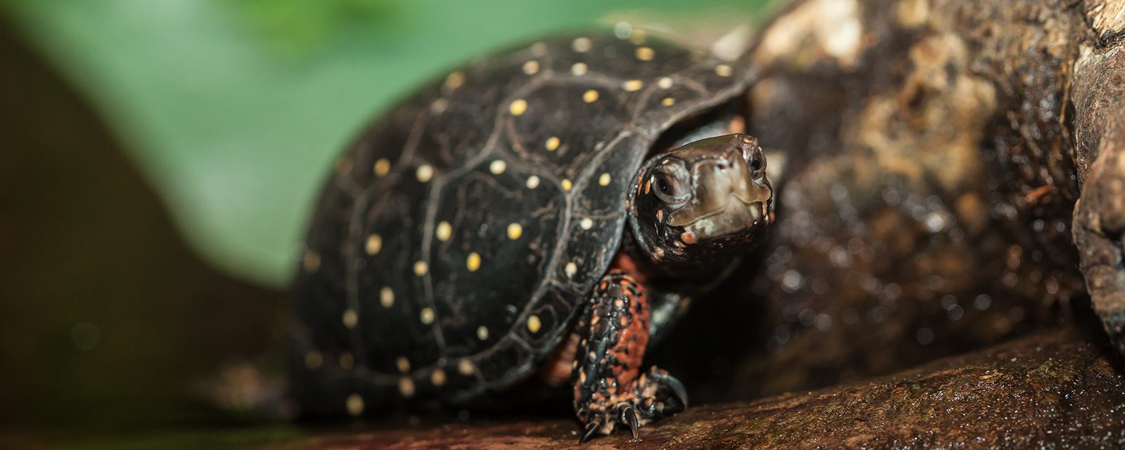 Spotted turtle in exhibit