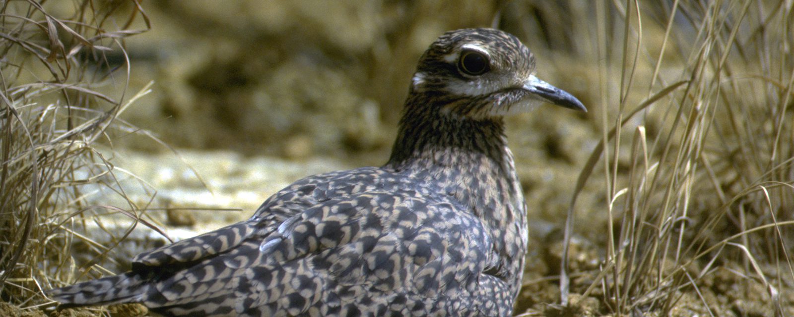 Spotted dikkop in exhibit