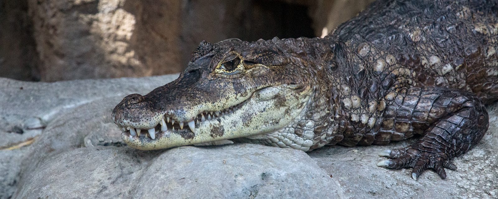 Spectacled caiman in exhibit