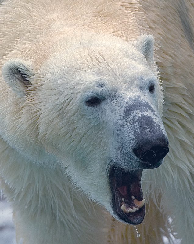 Polar bear in exhibit