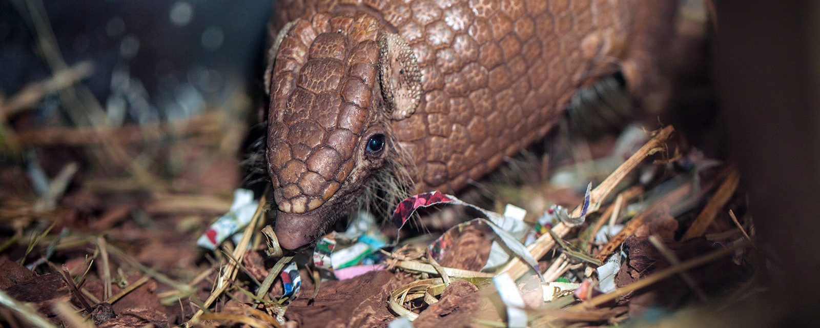 Southern three-banded armadillo in exhibit