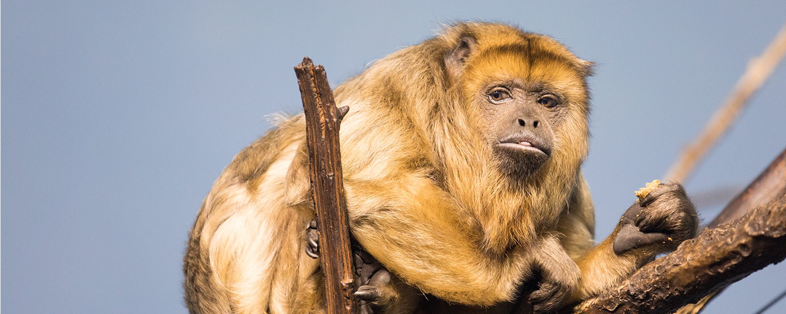 Southern black howler monkey in exhibit