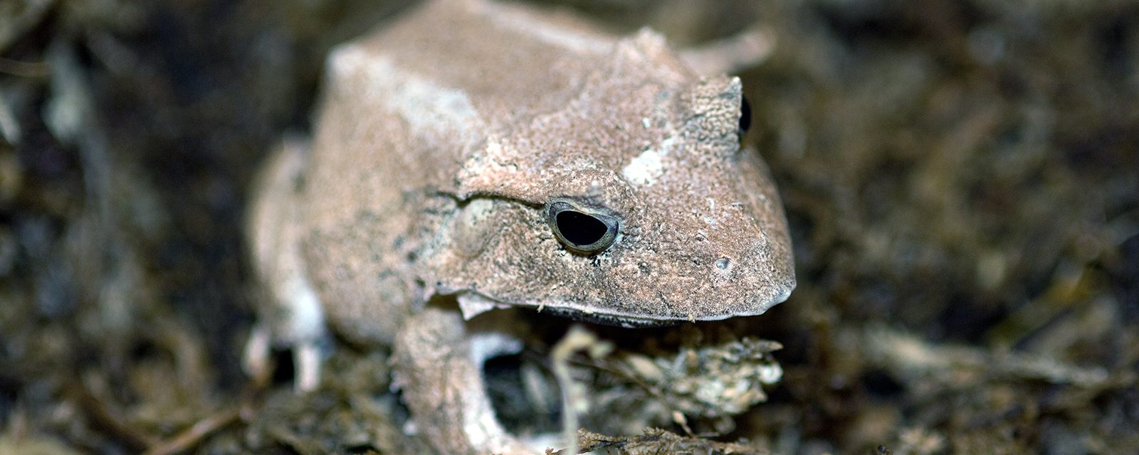 Solomon Islands leaf frog in exhibit