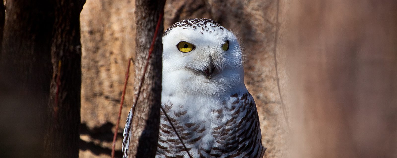 Snowy owl in exhibit