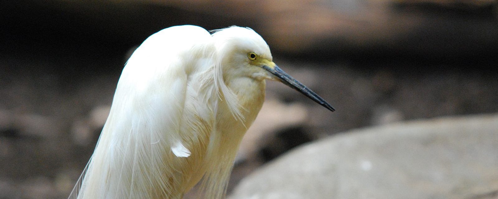 Snowy egret in exhibit