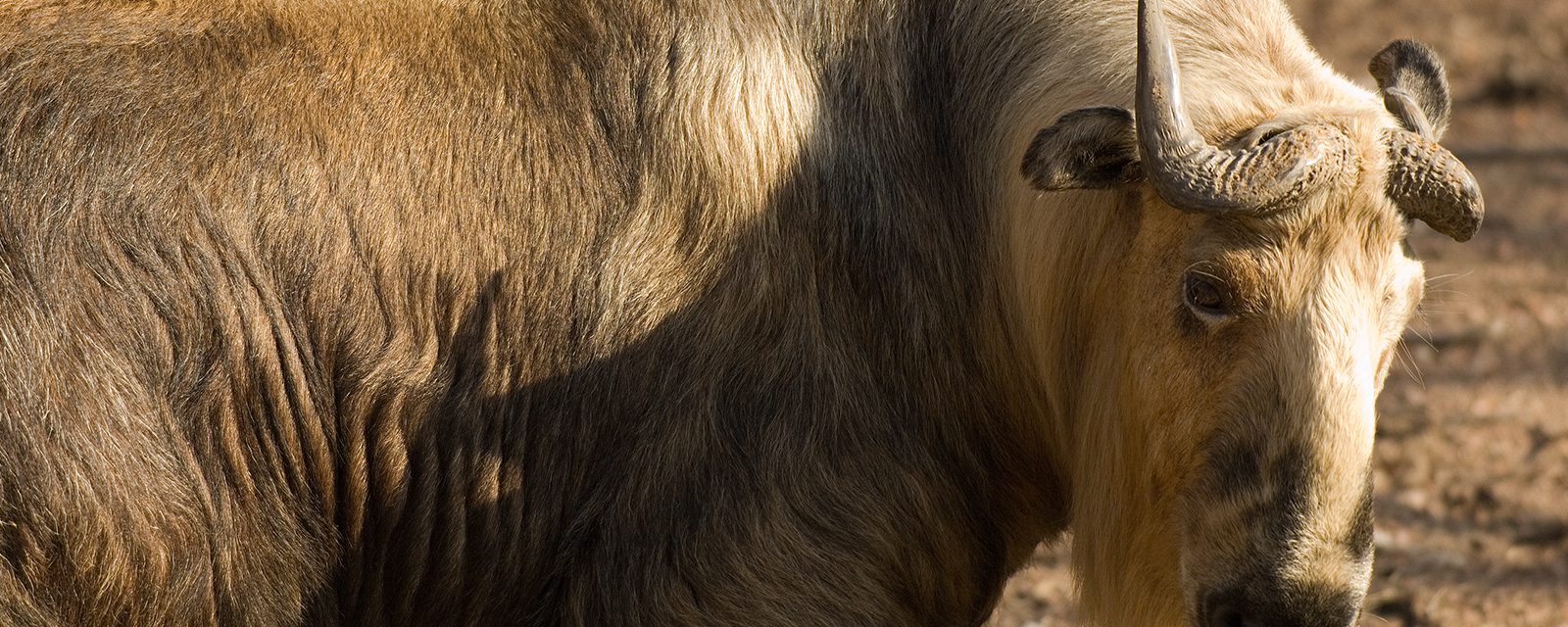 Sichuan takin in exhibit