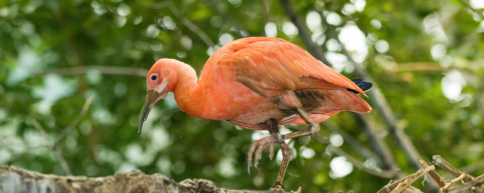 Scarlet ibis in exhibit