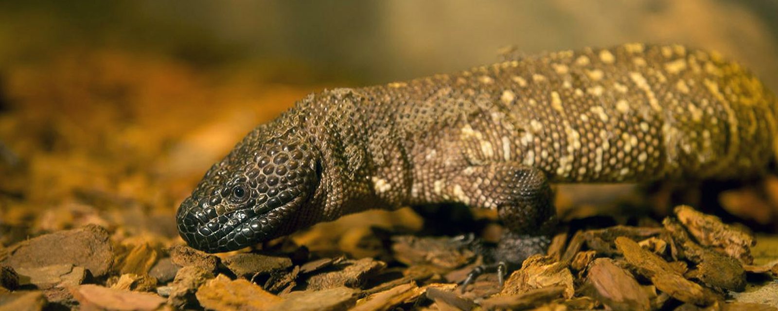 Rio Fuerte beaded lizard in exhibit