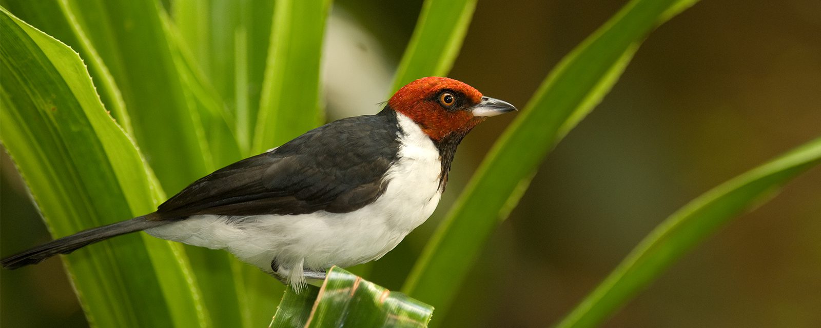 Red-capped cardinal in exhibit