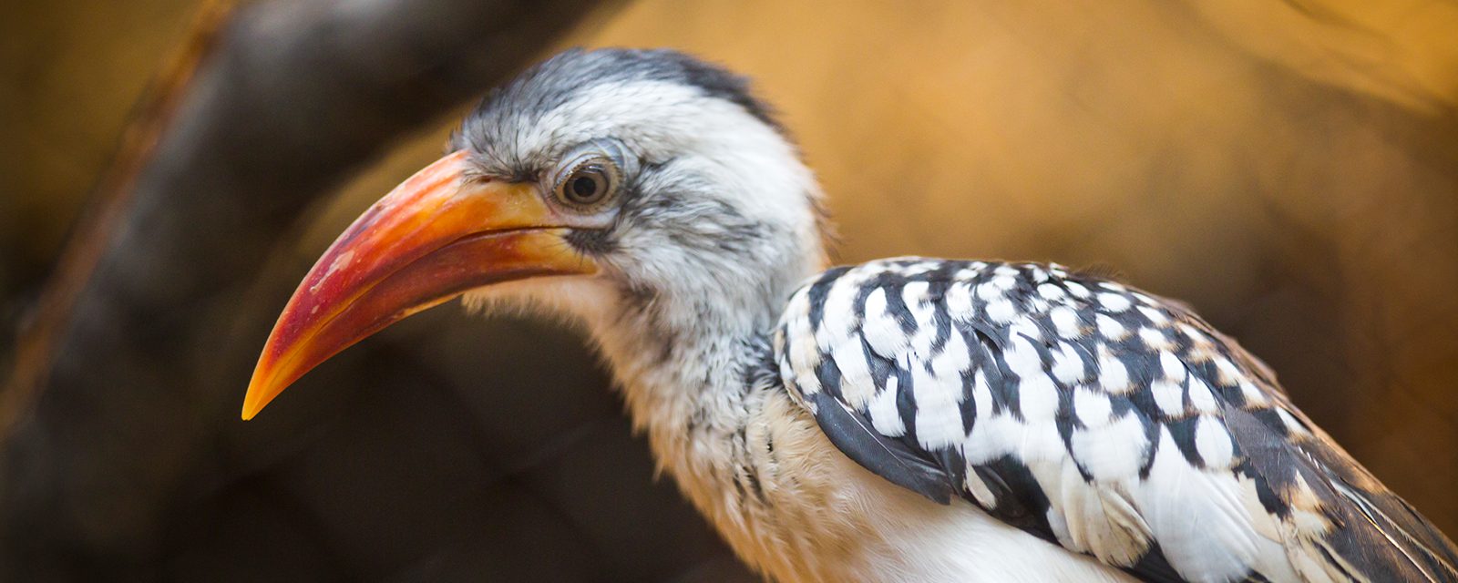 Red-billed hornbill in exhibit