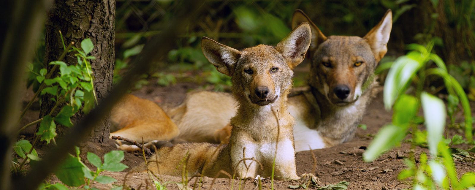 Red wolf in exhibit