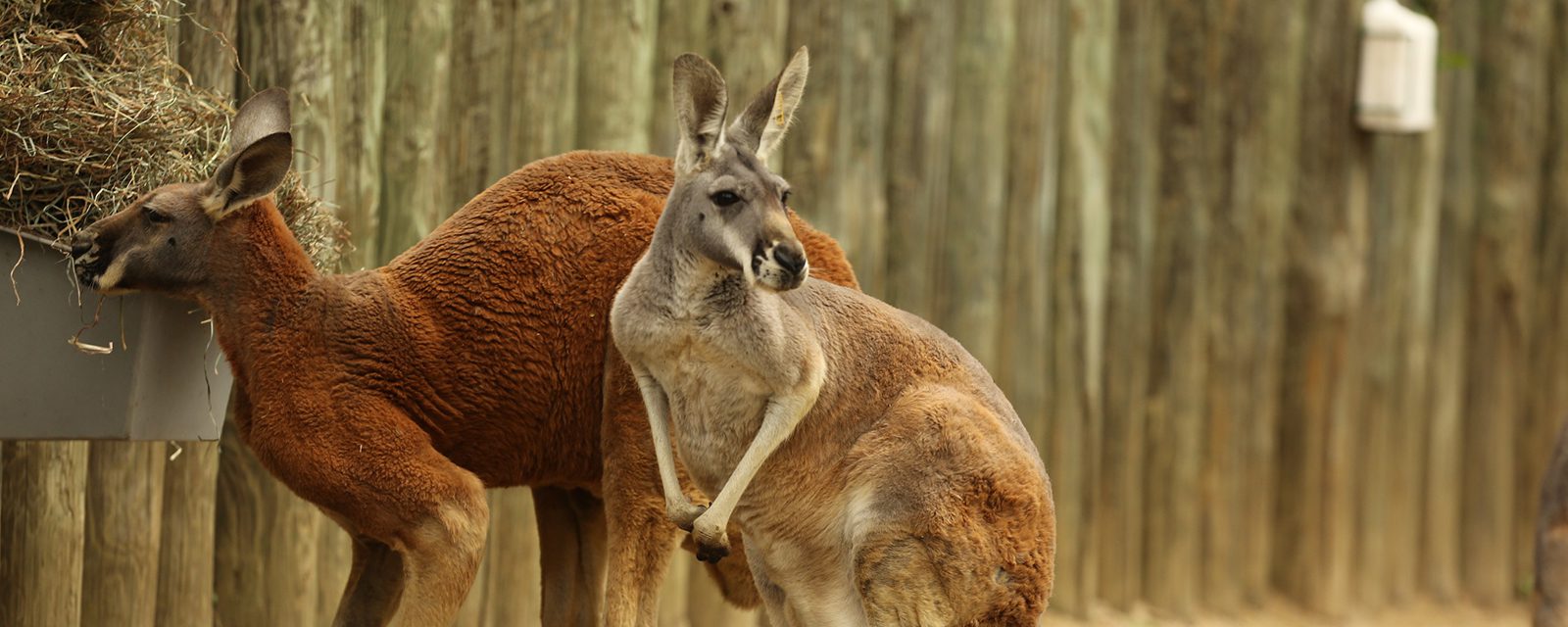 Red kangaroo in exhibit