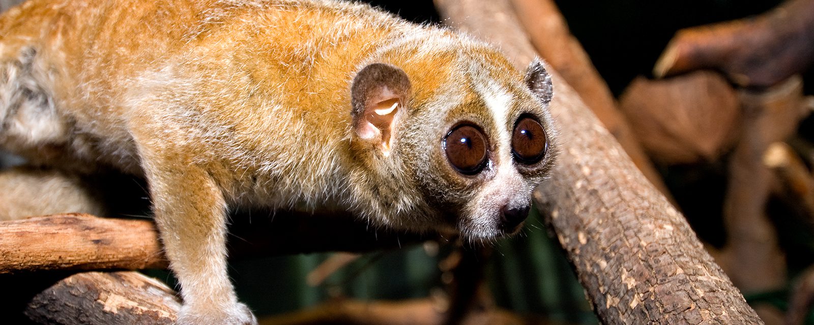 Pygmy slow loris in exhibit