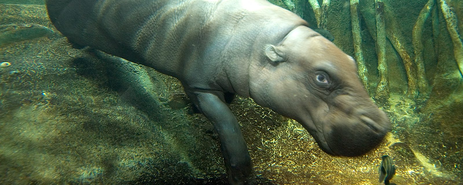 Pygmy hippopotamus in exhibit