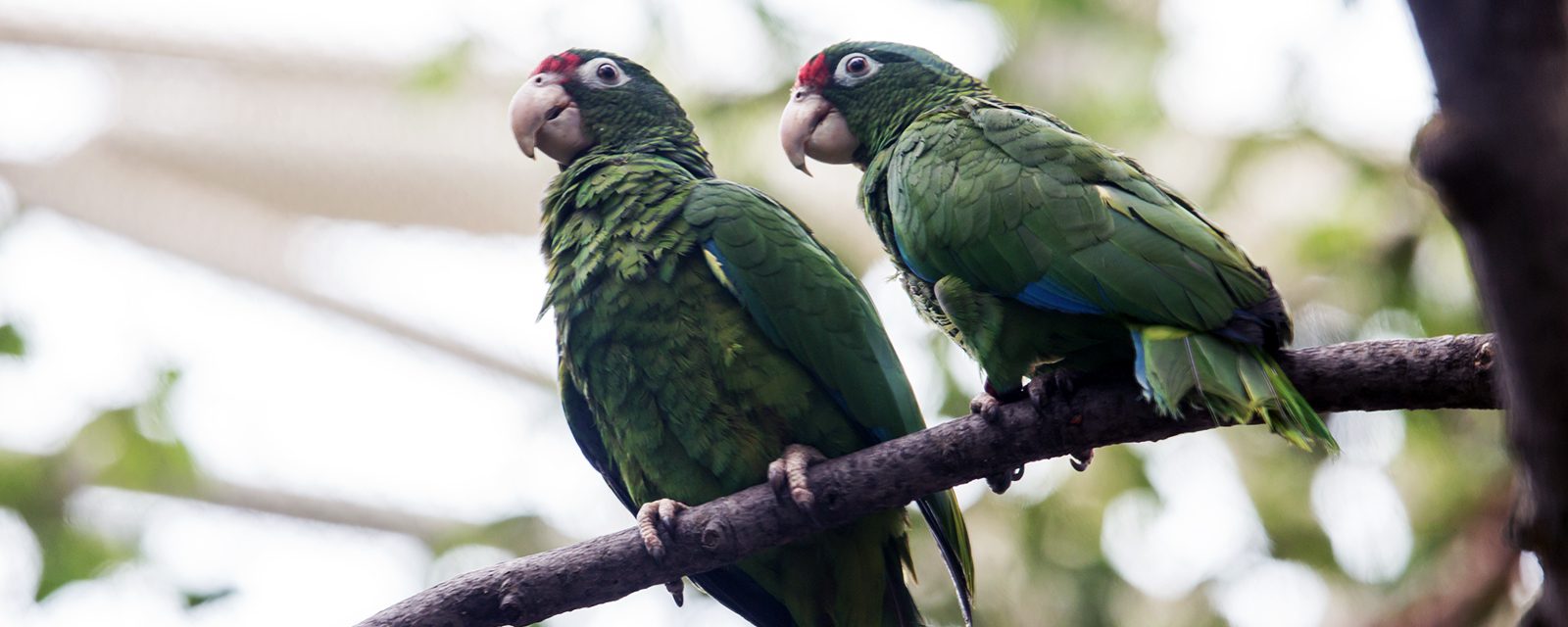 Puerto Rican parrot in exhibit