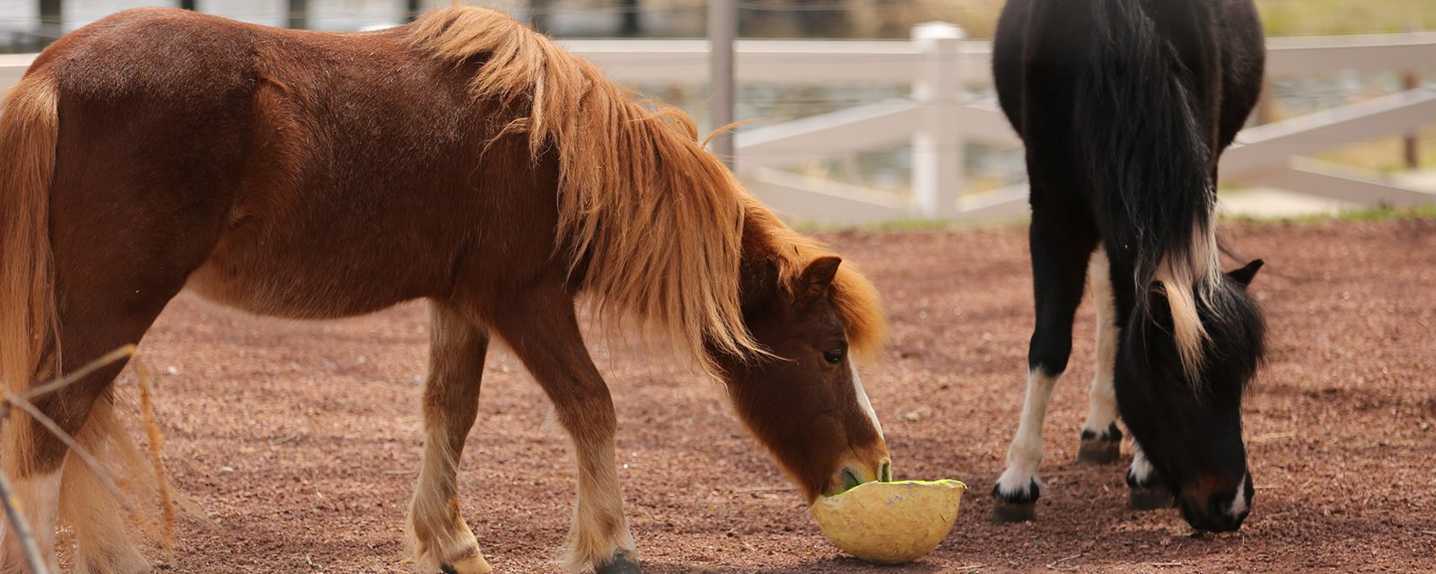 Pony in exhibit