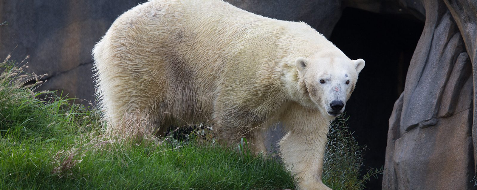 Polar bear in exhibit