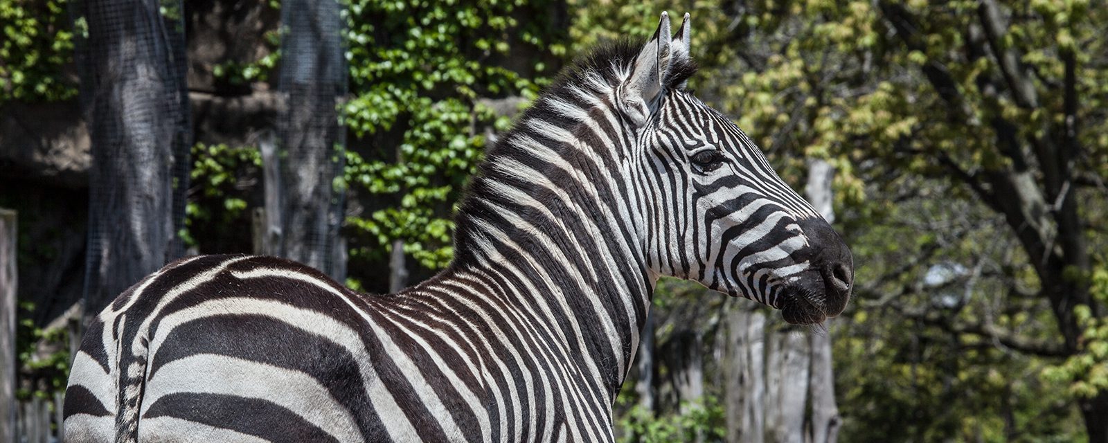 Plains zebra in exhibit