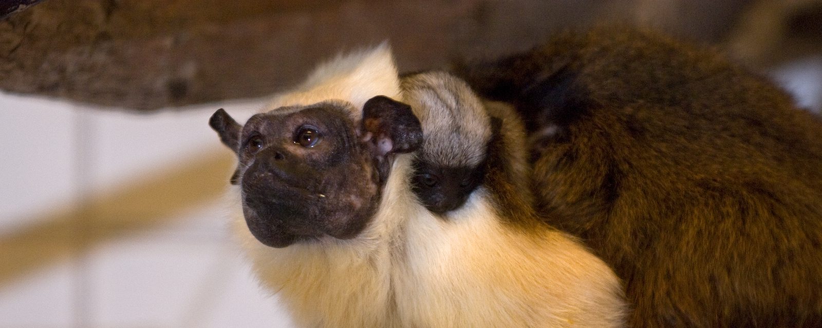 Pied tamarin in exhibit