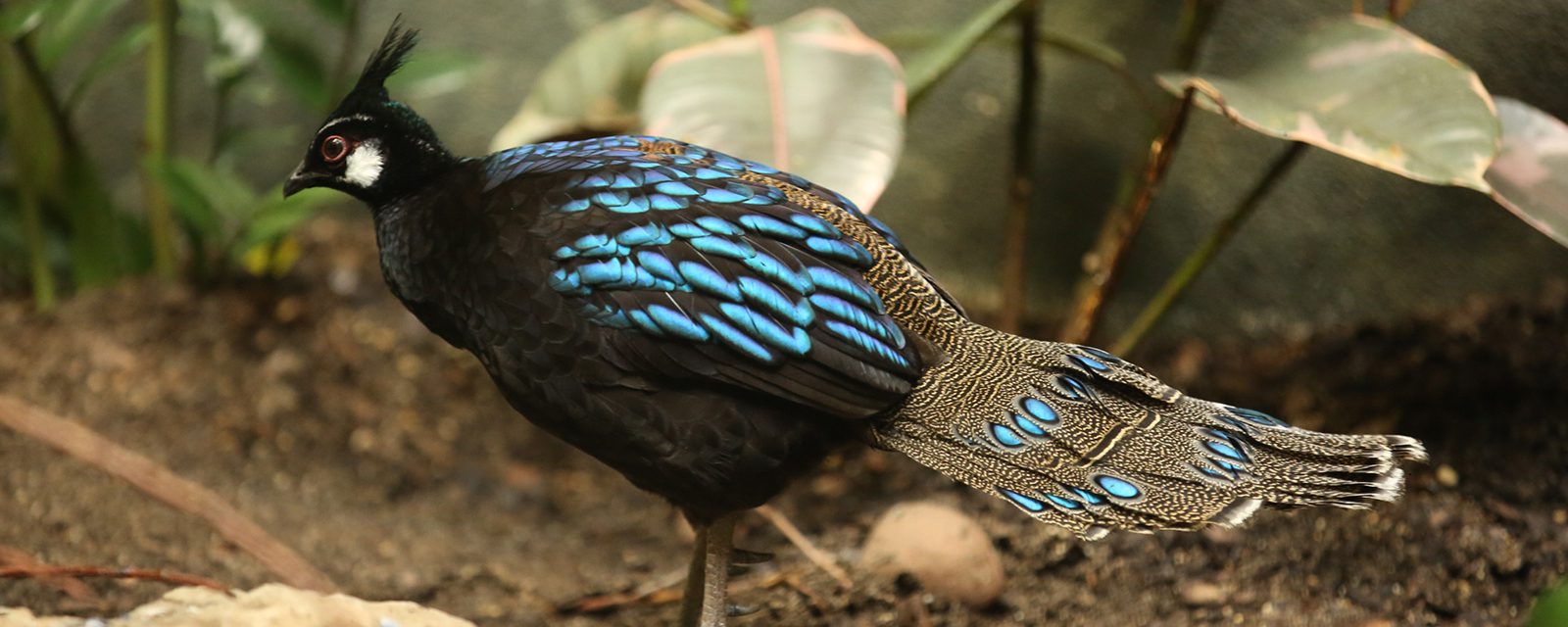 Palawan peacock pheasant in exhibit