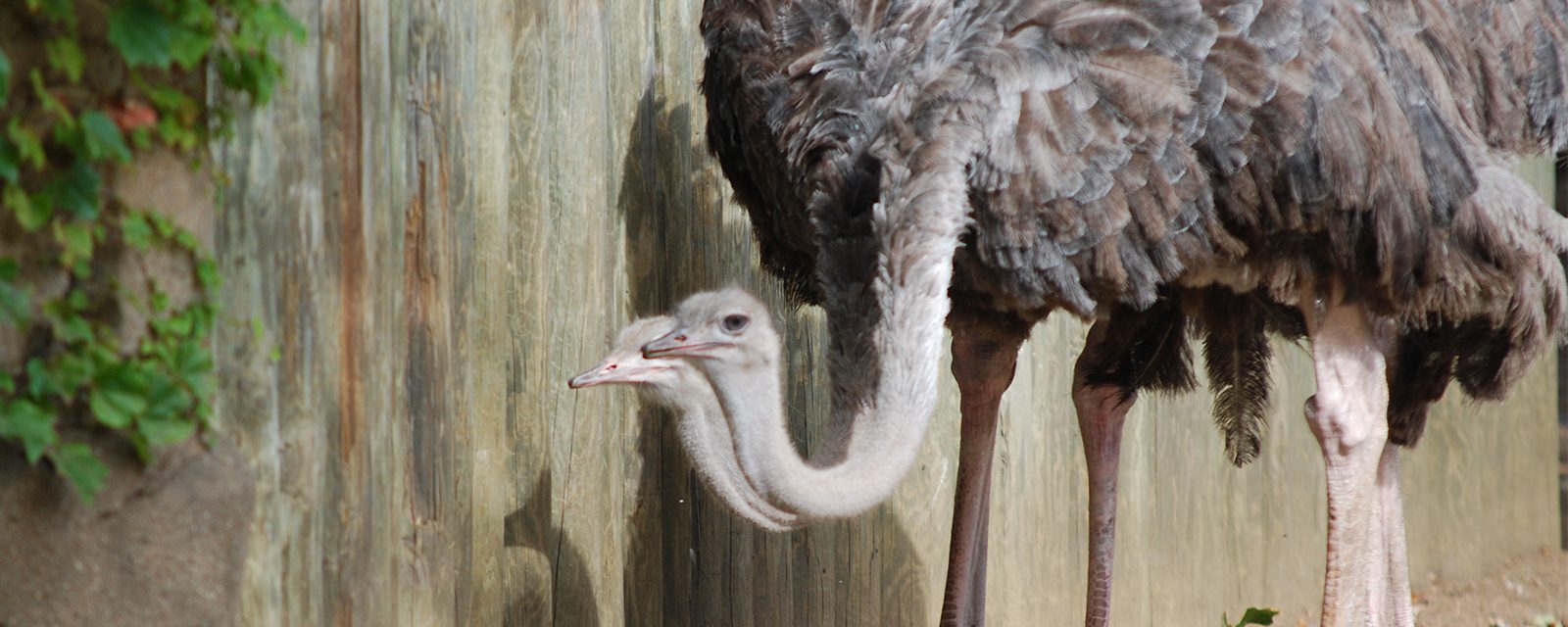 Ostrich in exhibit