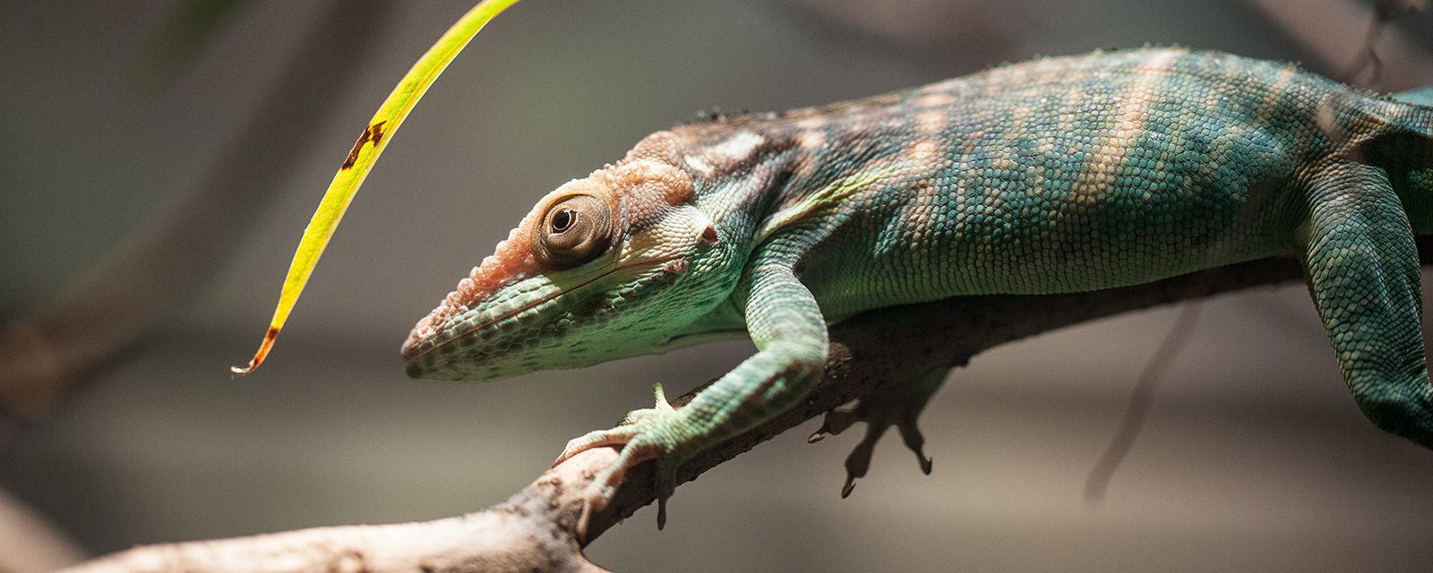 Oriente knight anole in exhibit