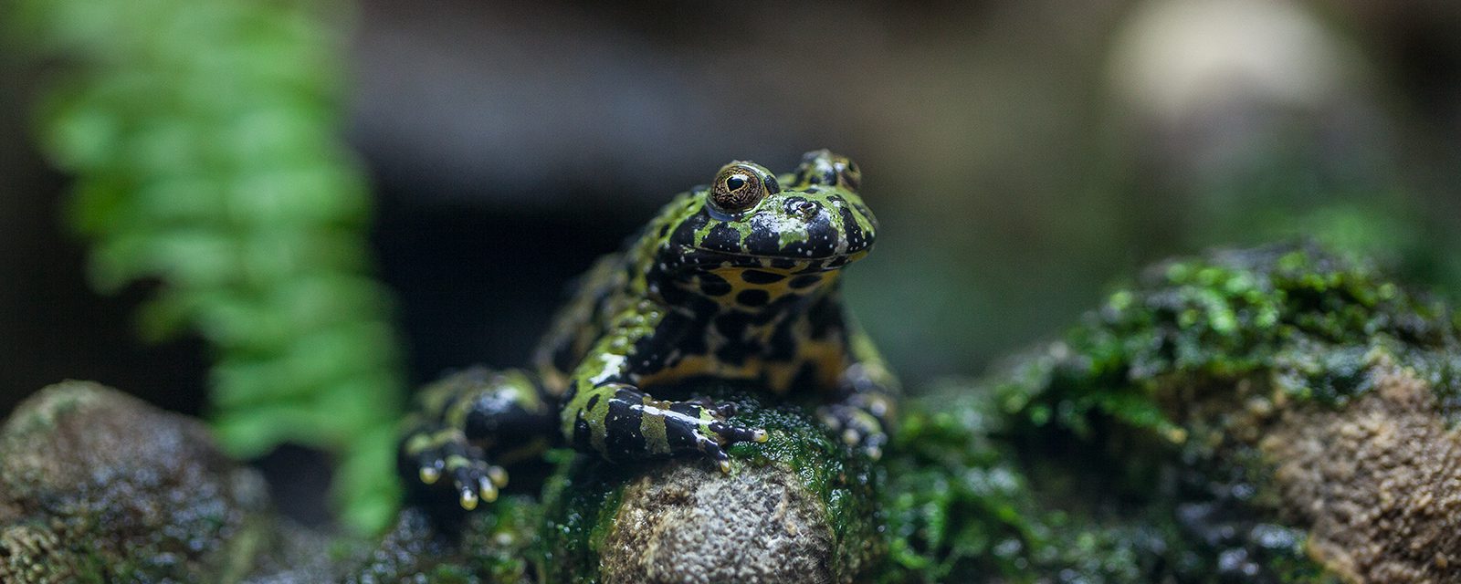 Oriental fire-bellied toad in exhibit