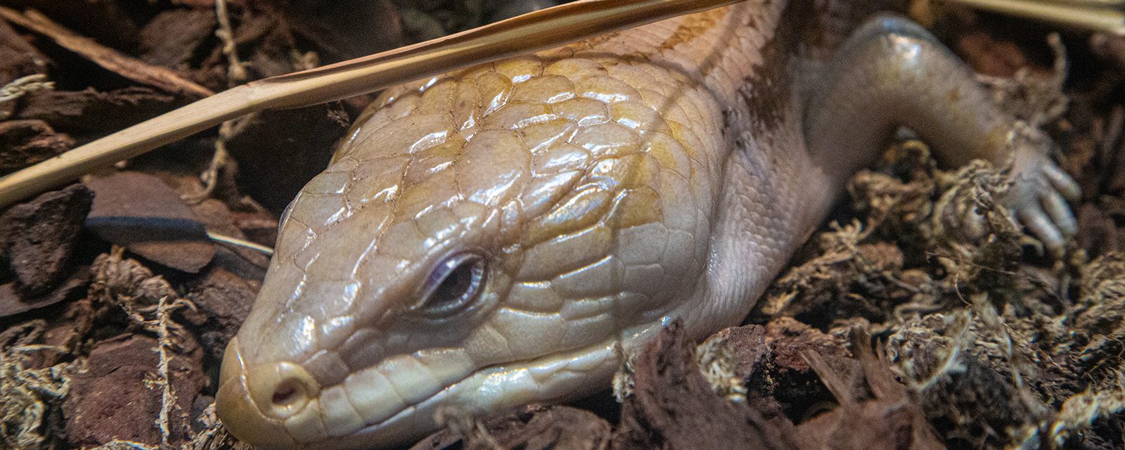 Northern blue-tongued skink in exhibit