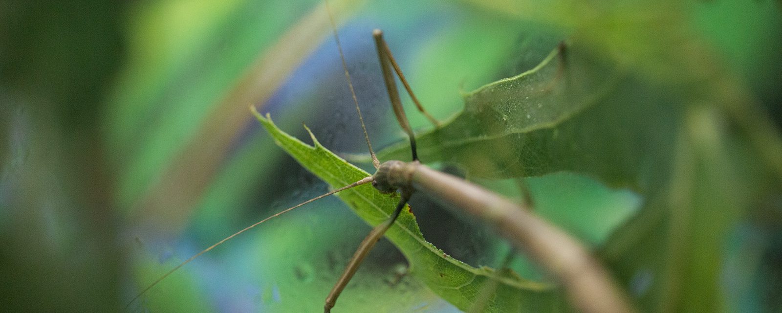 Northern walkingstick in exhibit