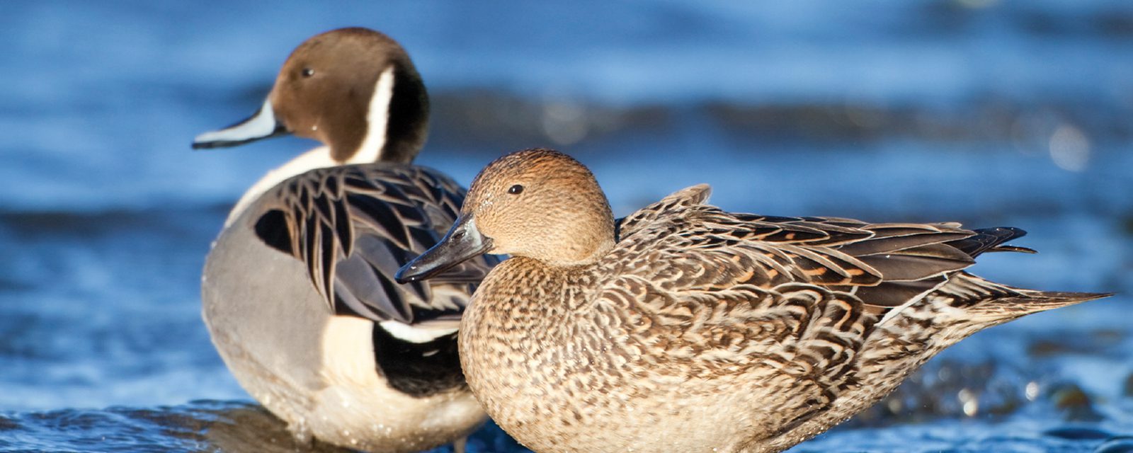 northern pintail in exhibit