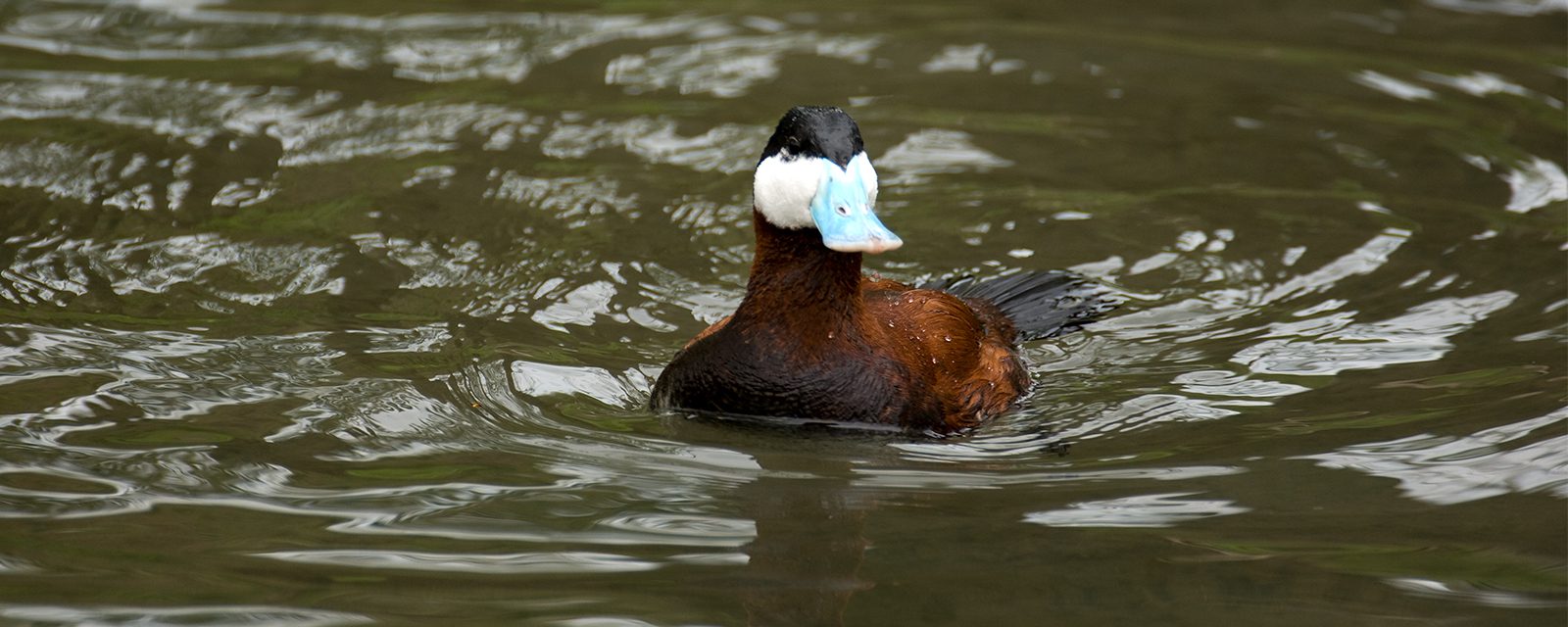North American ruddy duck in exhibit