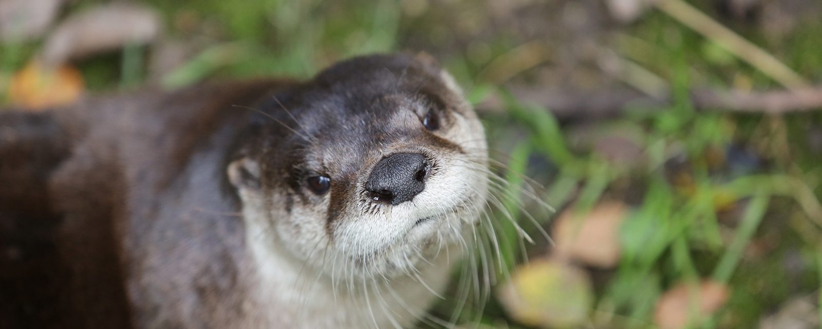 North American river otter in exhibit
