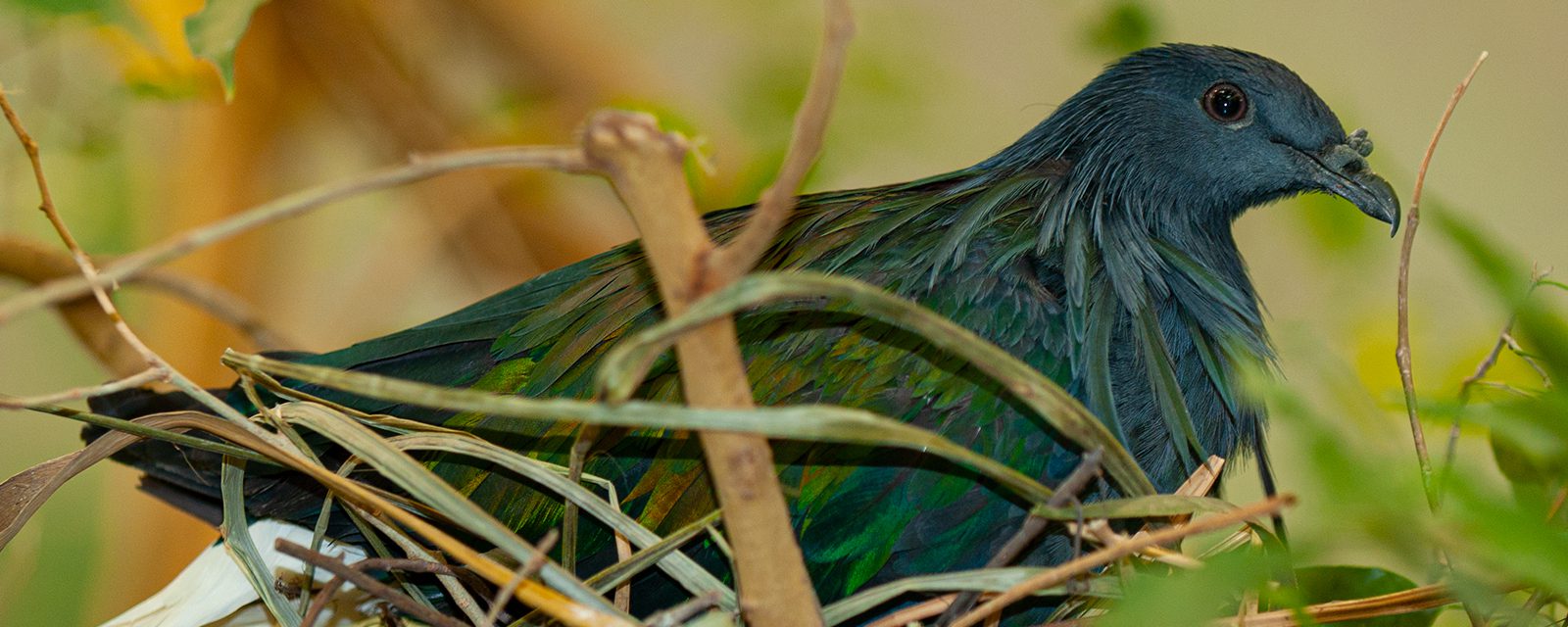 Nicobar pigeon in exhibit