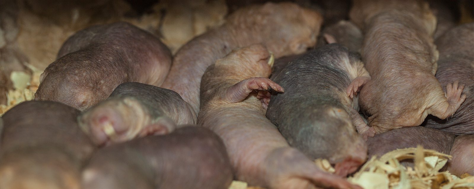 Naked mole rat in exhibit