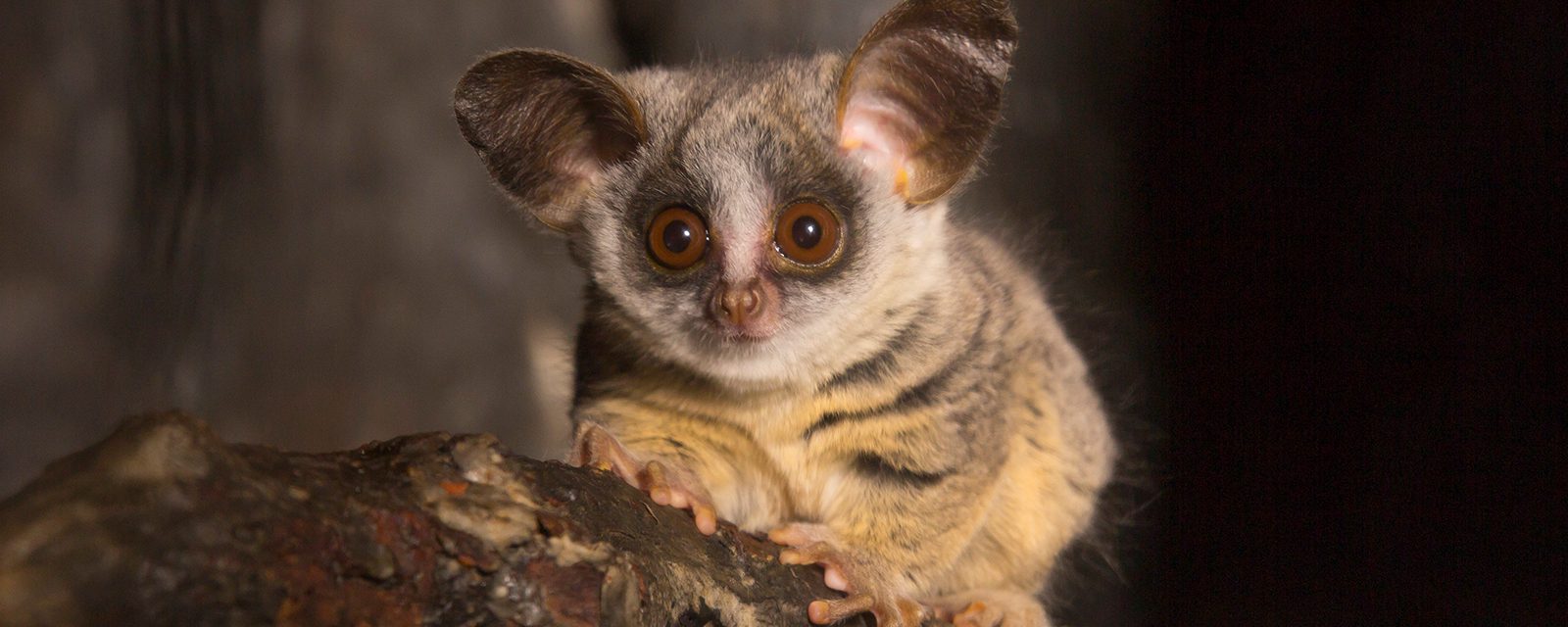 Moholi bushbaby in exhibit