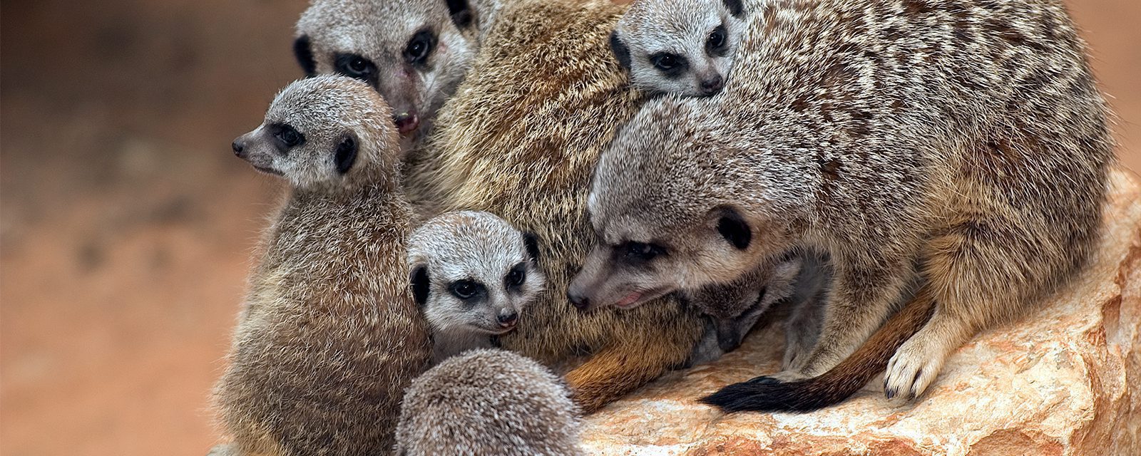 Meerkat in exhibit