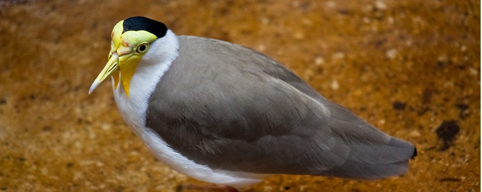 Masked lapwing in exhibit