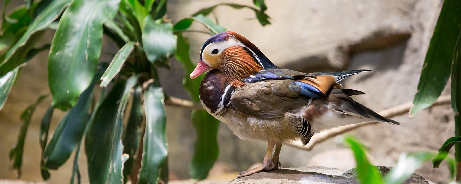 Mandarin duck in exhibit