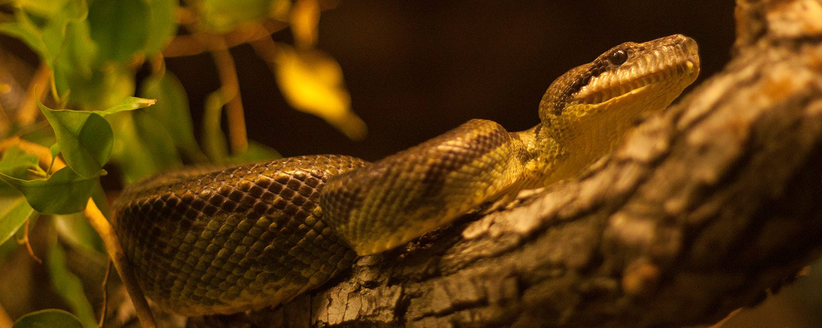 Madagascar tree boa in exhibit