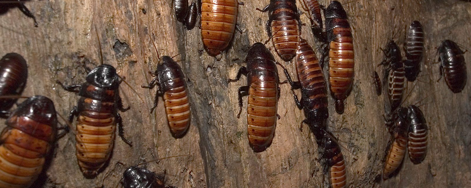 Madagascar hissing cockroach in exhibit