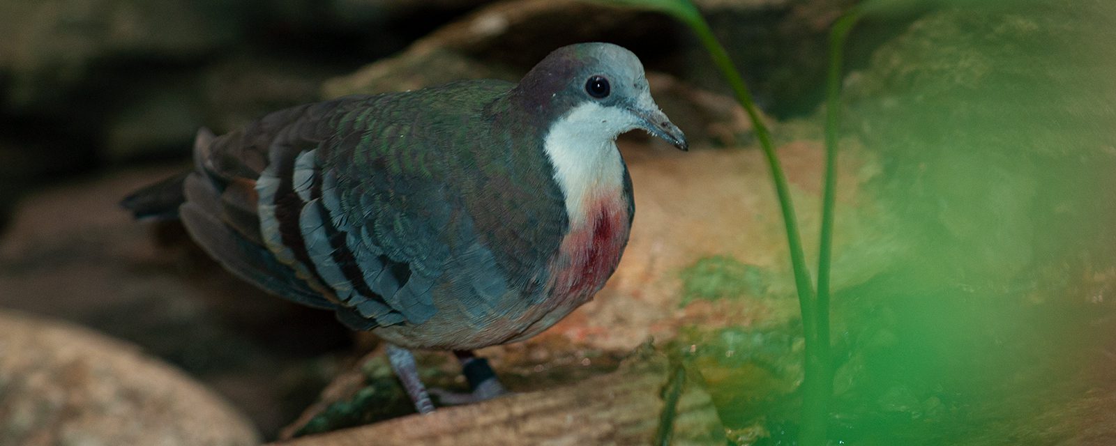 Luzon bleeding heart dove in exhibit