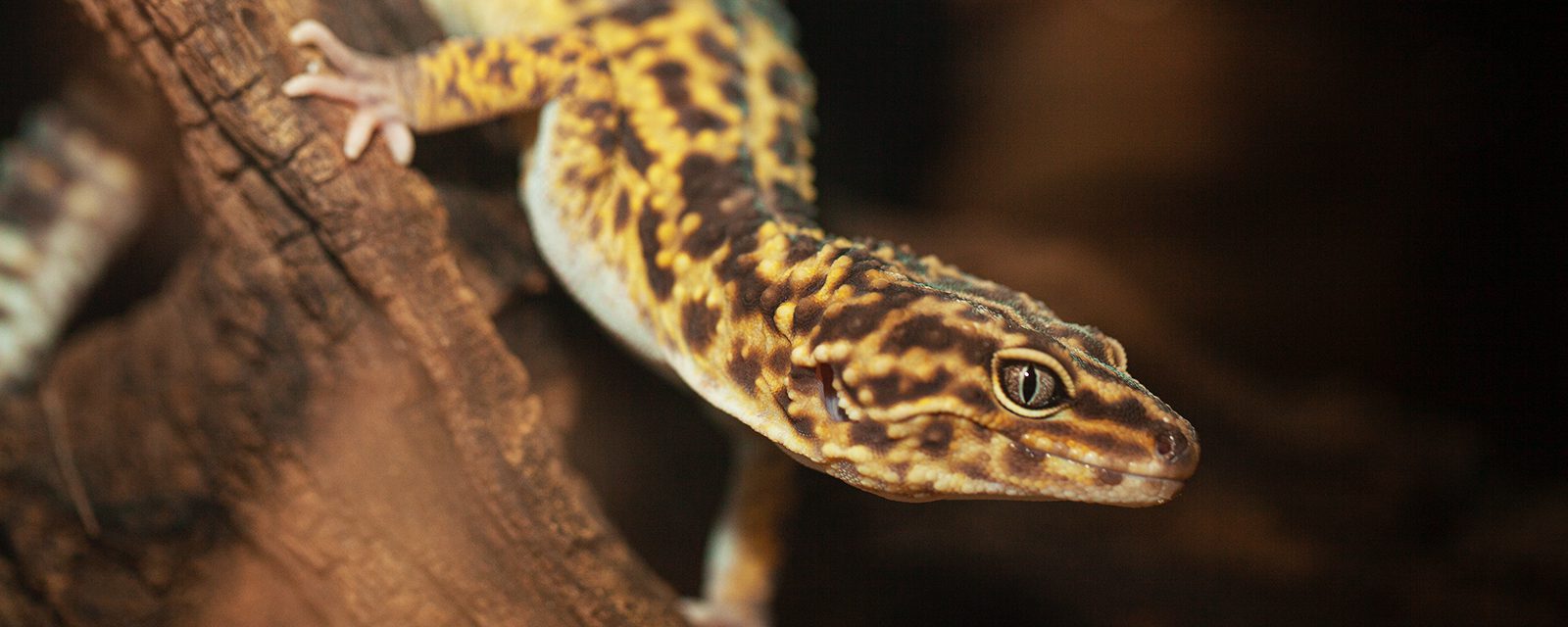 Leopard gecko in exhibit