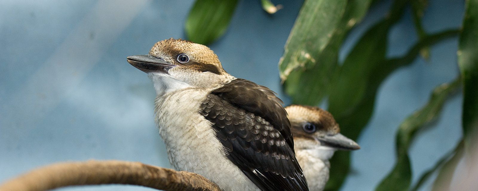 Laughing kookaburra in exhibit